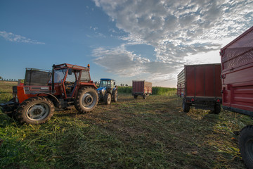 Obraz premium farmers harvesting in the field
