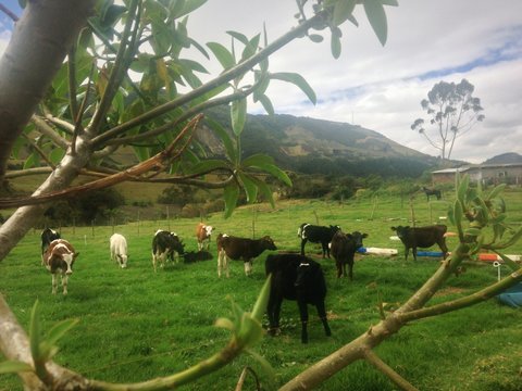 Vacas
