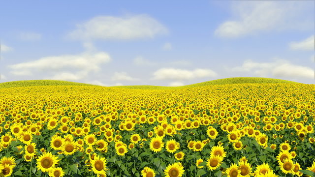 Sunflowers Following Sun, Timelapse