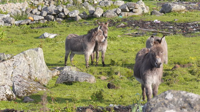 Four funny donkeys in a meadow in Ireland. 