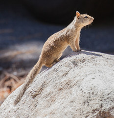 California Ground Squirrel on a Rock