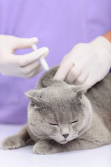 Positive vet examining a cat 