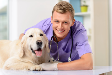 Professional vet examining a dog  - obrazy, fototapety, plakaty