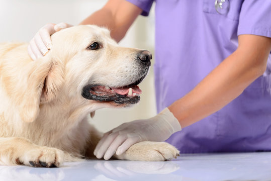 Professional vet examining a dog 