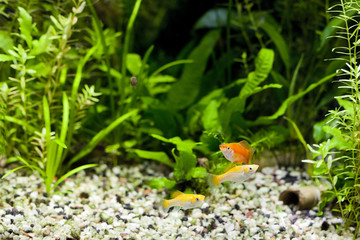 Aquarium Tropical Community