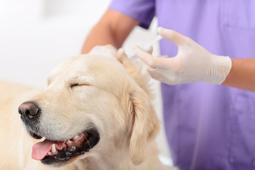 Professional vet examining a dog 