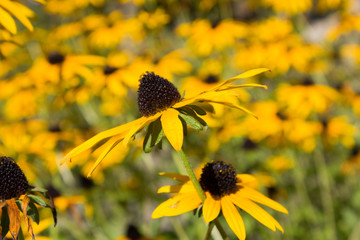 Sonnenhut (Rudbeckia fulgida)