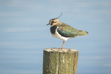 Northern Lapwing, Vanellus vanellus, perched on a pole on a sunny day. This lapwing is a shorebird that is part of the plover family and is a common wader.