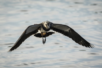 Northern Lapwing, Vanellus vanellus, in flight