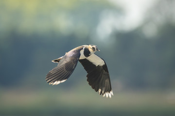 Northern Lapwing, Vanellus vanellus, in flight