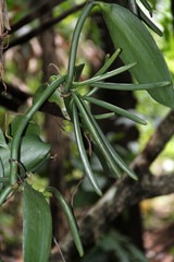 Vanilla bean on tree