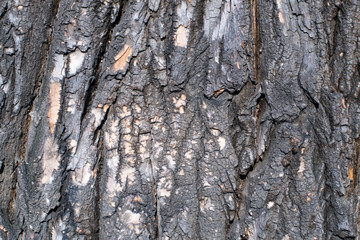 The bark of the poplar.The texture of the bark closeup in daylight .