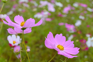 奈良県藤原京跡の秋桜