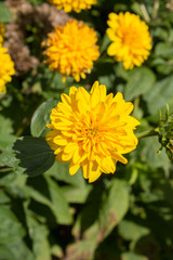 Ranunkelstrauch, blühende gelbe Blüten