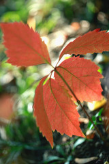 Obraz premium red fall