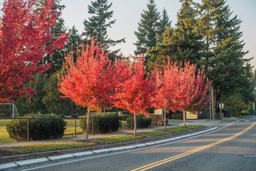 Autumn Orange In Des Moines 11