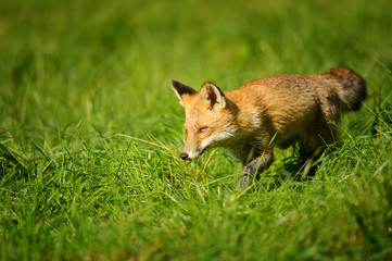 Naklejka na ściany i meble Red fox walking in green grass