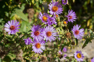 Obraz premium Neubelgische Aster (Aster novi-belgii)
