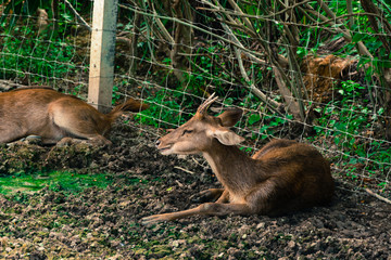 young deer in farm