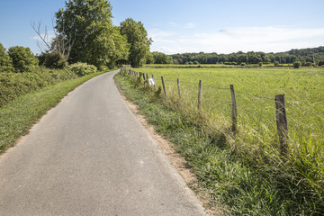 landscape of a lush green field on a rural zone and a country road