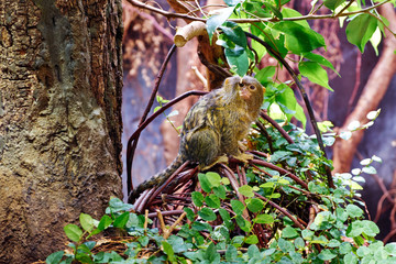 Pygmy Marmoset