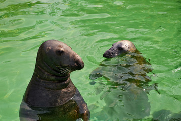 Fototapeta premium harbor seals