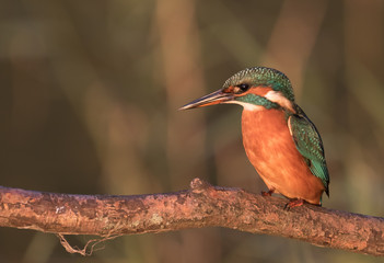 Kingfisher in the evening light
