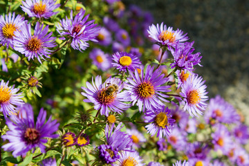 Fototapeta premium Neubelgische Aster (Aster novi-belgii)