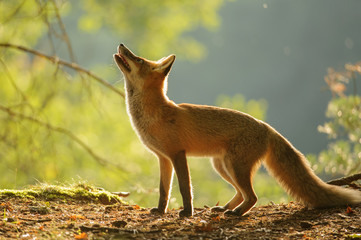Red fox from side in beauty autumn backllight