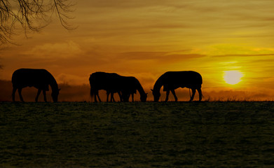 Fototapeta na wymiar horses at sundown