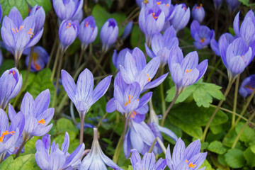 Herbstkrokusse (crocus speciosus)