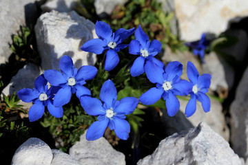 genziana primaverile (gentiana verna)