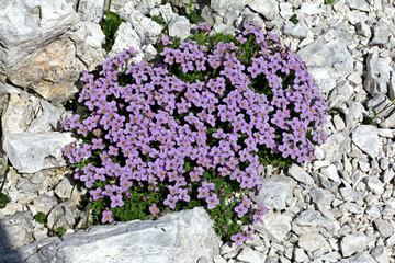 petrocallis pyrenaica