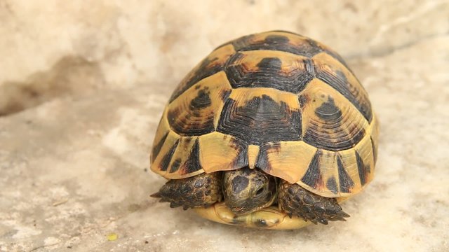 kaplumbağa kabuğundan dışarı &ccedil;ıkıyor