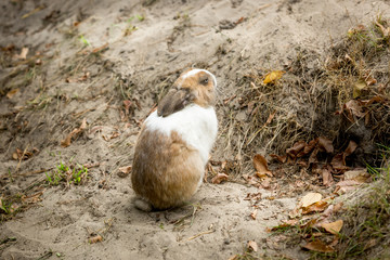 little rabbit sitting next to hole in ground