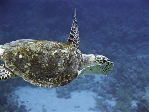 sea turtle