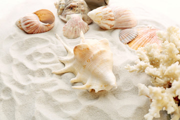 Obraz na płótnie Canvas Beautiful seashells on sand background