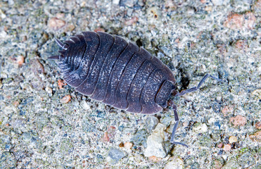 Woodlouse