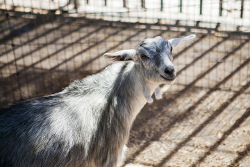 Portrait of young grey funny goat at the farm