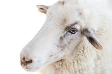 Close up of a sheep on white background