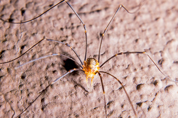 Harvestmen