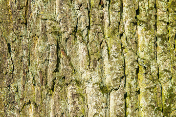 Old Wood Tree Texture Background Pattern