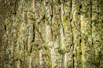 Old Wood Tree Texture Background Pattern
