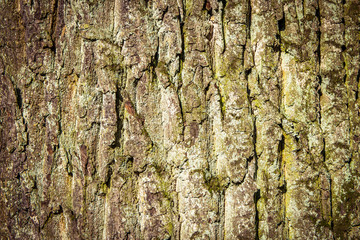 Old Wood Tree Texture Background Pattern