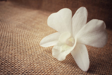 Obraz na płótnie Canvas White orchid flower