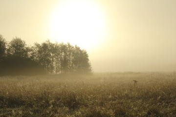Fototapeta na wymiar Foggy landscape early in the morning