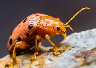 Ladybug insect 