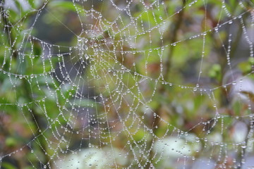 Spiderweb on autumn morning