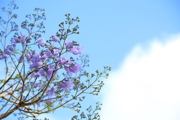 Jacaranda Flowers