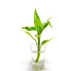 Dracaena braunii plants in flower glass on white background.